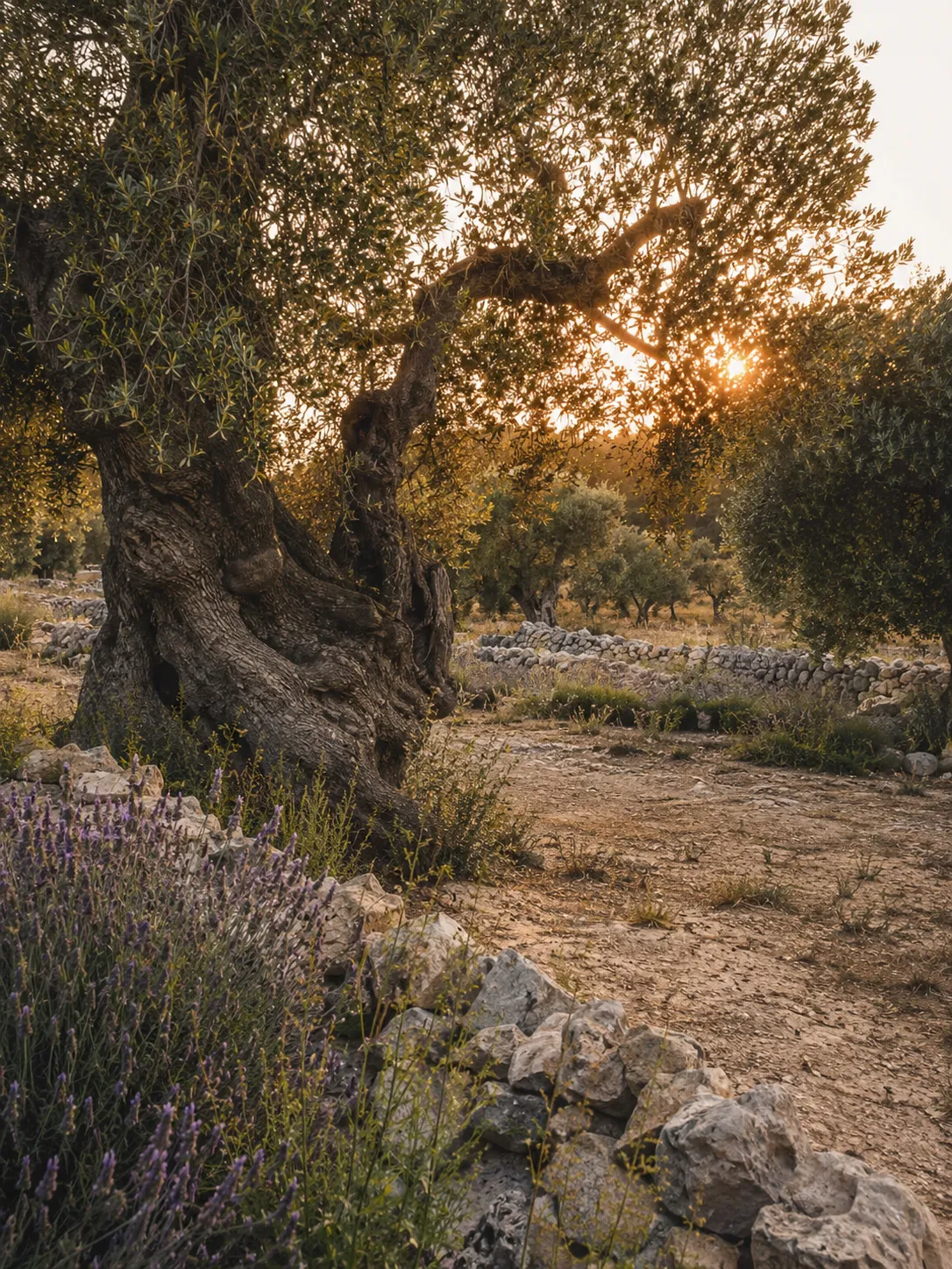Centuries-old olive tree in the sun-drenched rural landscape of Salento.